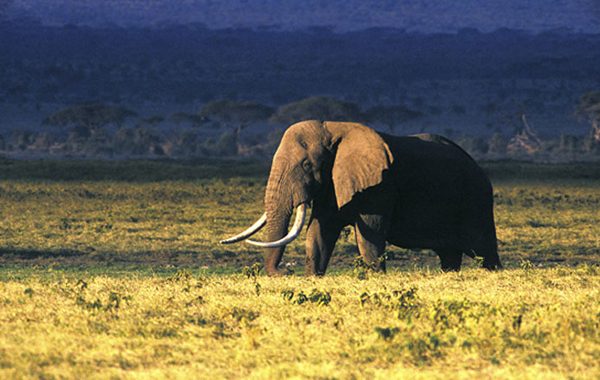 Tanzanian safari Serengeti Ngorongoro