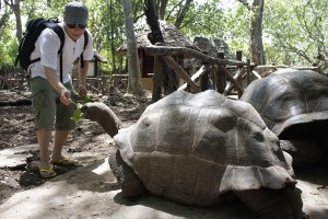 Such as Prison Island, Jozani Forest, Stone Town Tour, Dolphin Tour, Village tours...