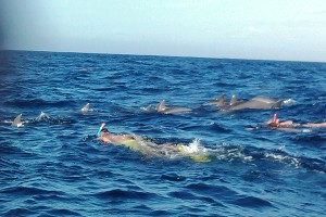 Zanzibar dolphin tour