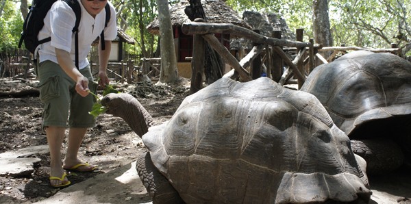 Prison Island giant tortoise
