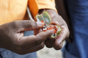 Zanzibar spice tour in Kizimbani spice farm