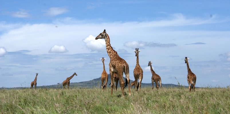 Serengeti giraffes