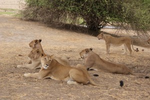 Lions in Ruaha