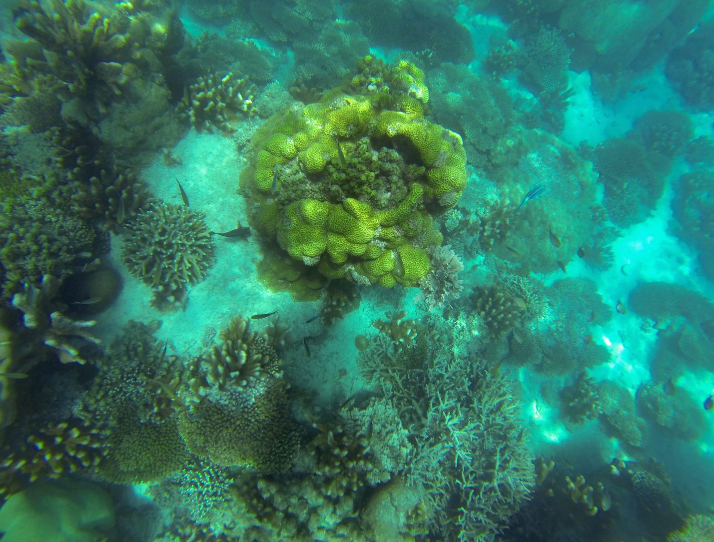 Diving Fishing In Zanzibar Sustainable Tourism Colors Of Zanzibar