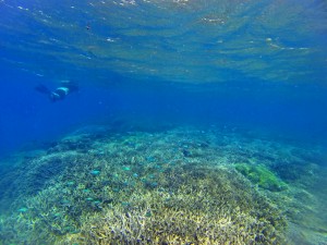 Snorkel with sea turtles at Chumbe Island