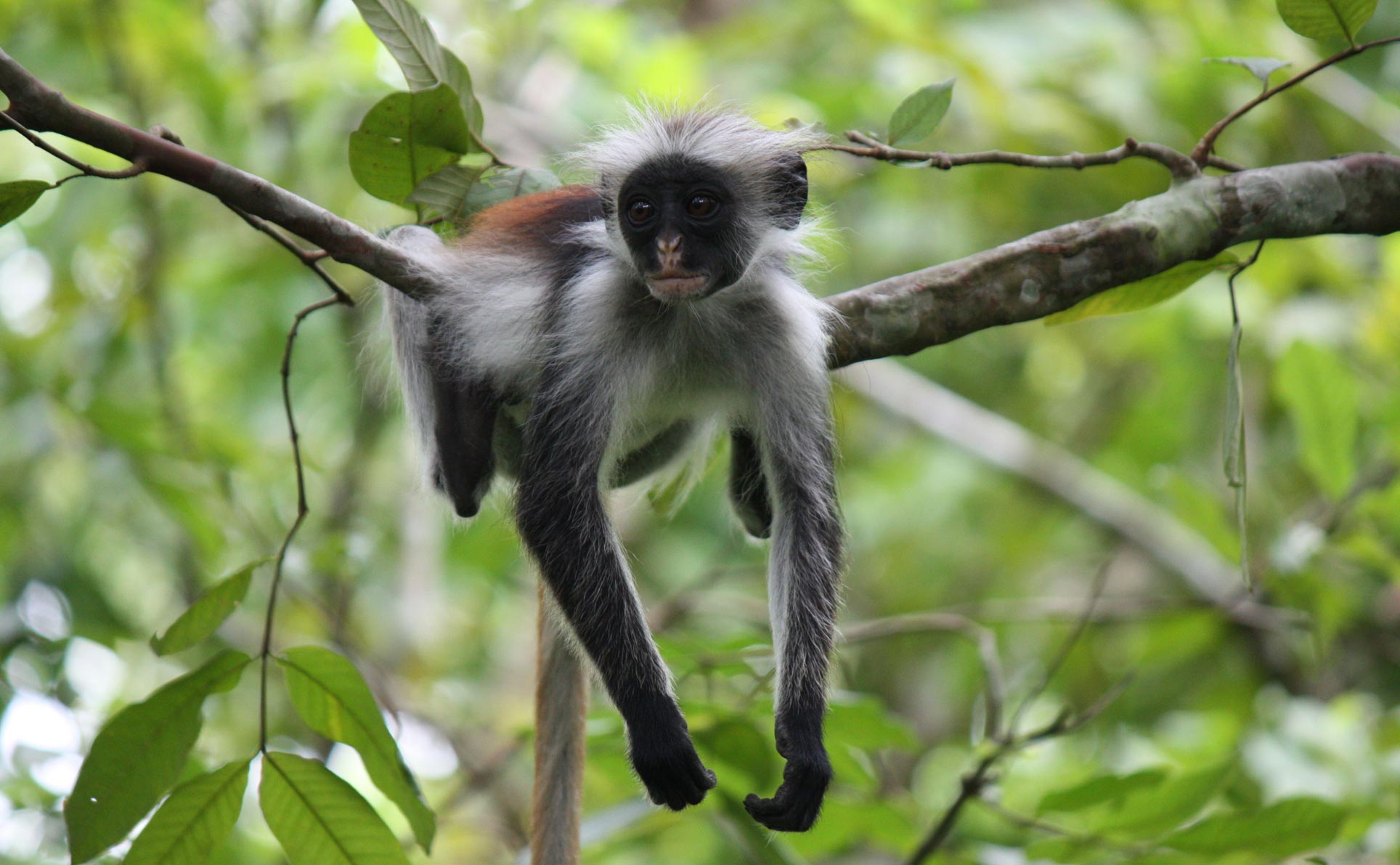 colobusfrontpage Colors of Zanzibar