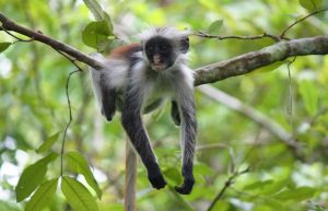 Jozani red colobus monkey